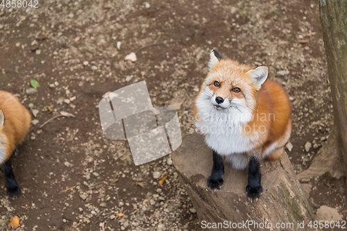 Image of Adorable fox