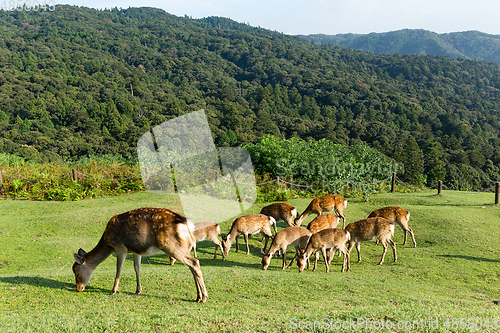 Image of Deer eating grass