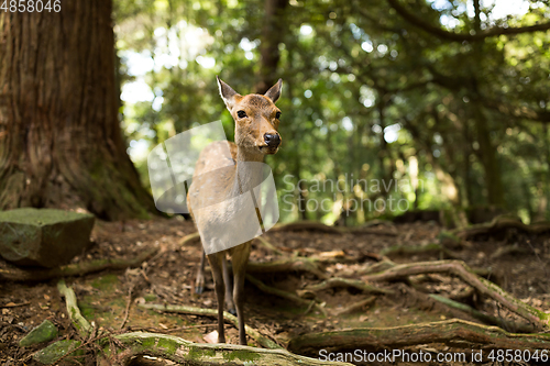 Image of Wild deer