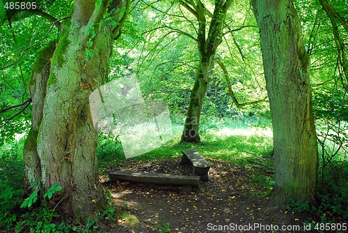 Image of Sazava forest