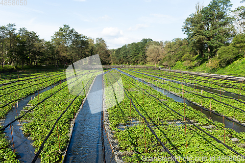 Image of Green Wasabi farm