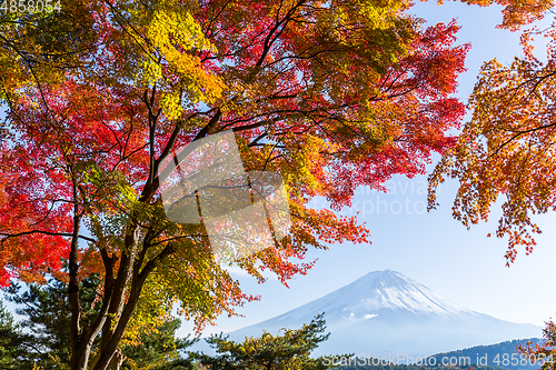 Image of Mt. Fuji and autumn foliage at Lake Kawaguchi