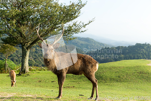 Image of Stag deer