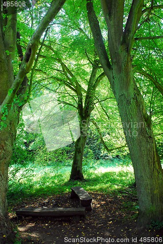 Image of Sazava forest