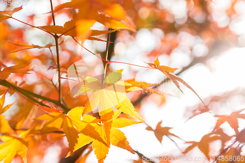 Image of Maple leave