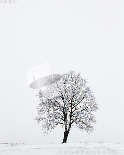 Image of winter tree