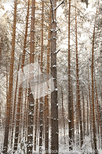 Image of Winter forest