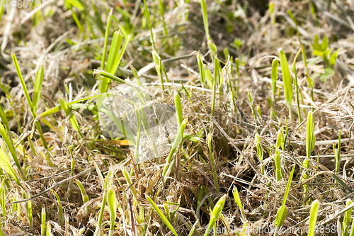 Image of Mowed grass, close-up