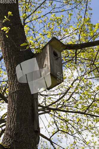 Image of Birdhouse on the trunk