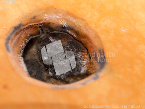 Image of Black rotten pumpkin