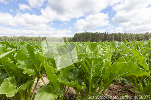 Image of sugar beet