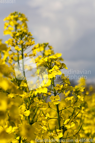 Image of Field with rapeseed