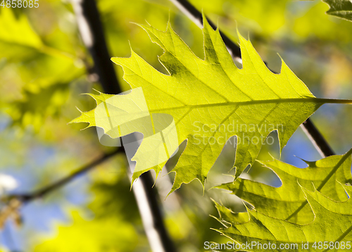 Image of oak leaf