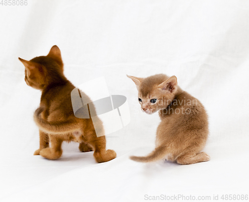 Image of abyssinian kittens