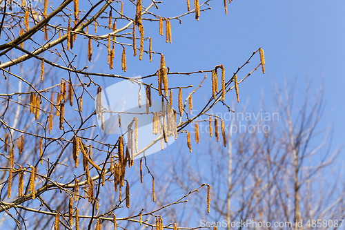 Image of bloom of a birch