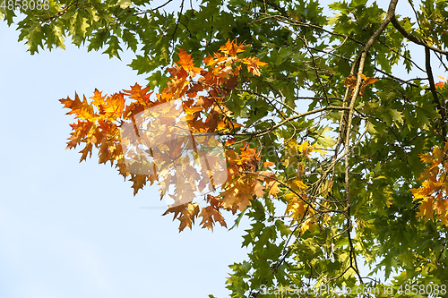 Image of yellow and green oak