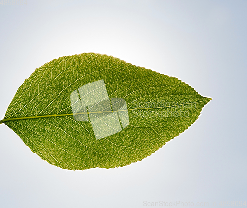 Image of Spring orchard leaf pear