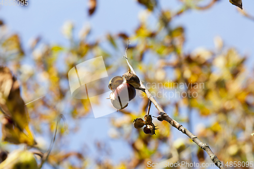 Image of Single chestnut