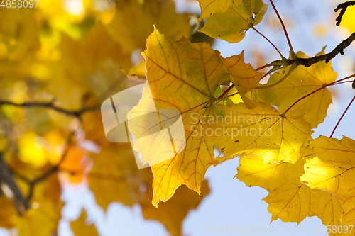 Image of Yellow maple leaf