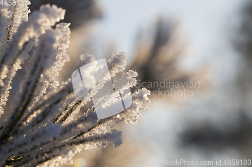 Image of pine needles