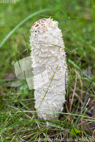 Image of mushroom toxic and poisonous