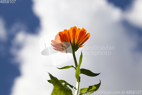 Image of Orange calendula, close-up