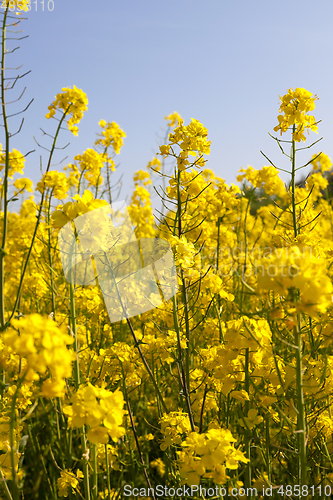 Image of Yellow blossoming rape