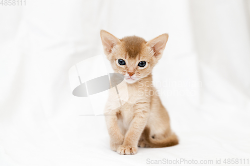 Image of one abyssinian kitten