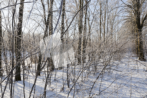 Image of Snow in winter forest