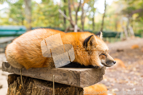 Image of Sleepy red fox