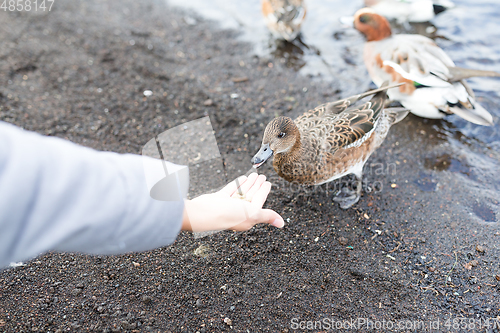 Image of Feeding duck