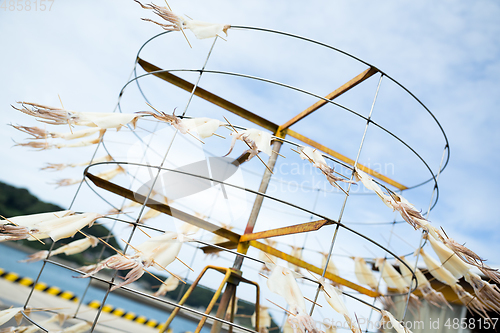 Image of Squid drying on stand