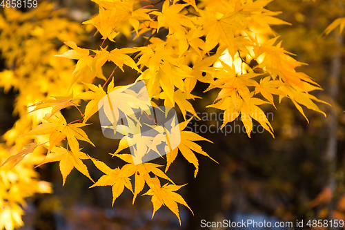 Image of Maple tree in yellow