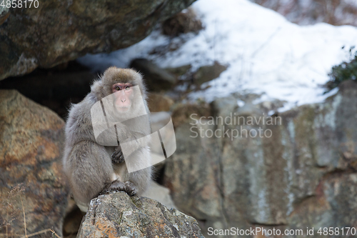 Image of Monkey at winter