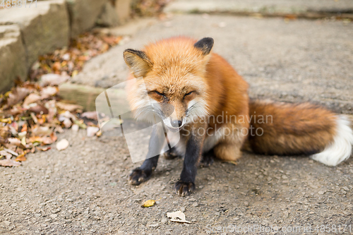 Image of Fox sitting on the ground