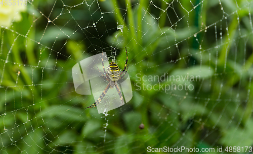 Image of Spider 