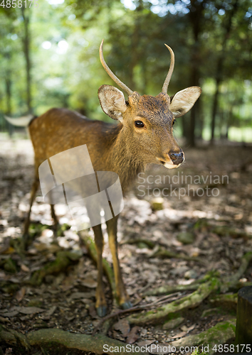 Image of Roe deer