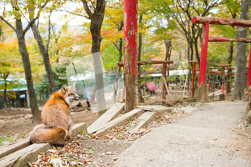 Image of Red fox with japanese torri