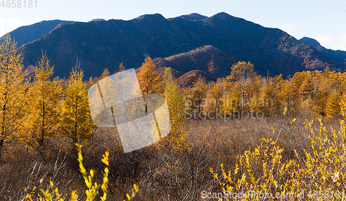 Image of Golden field of Senjogahara
