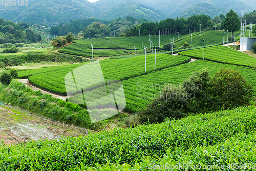 Image of Tea plantation