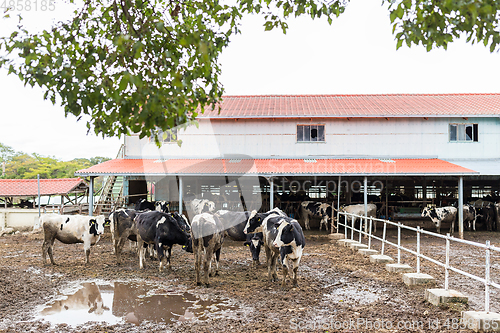 Image of Dairy cows in a farm