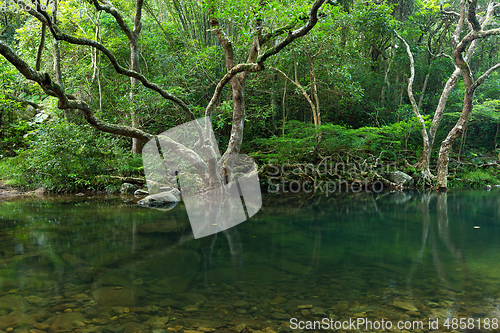 Image of Forest and pond