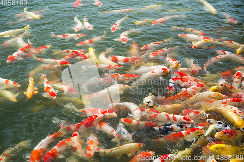 Image of Koi fish