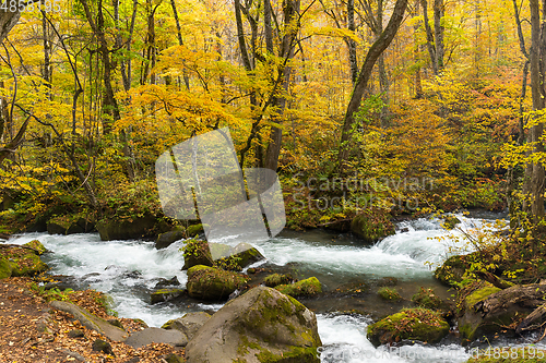 Image of Oirase Stream in autumn