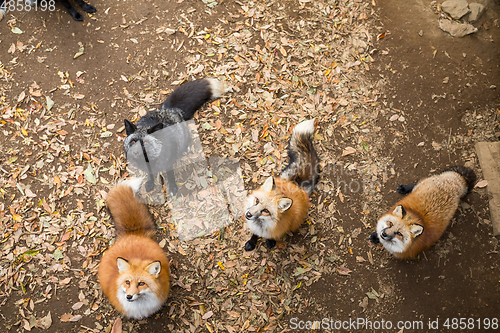 Image of Group of fox looking for food