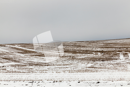 Image of snow covered straw stubble