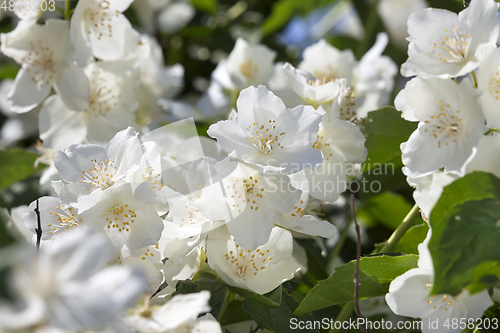 Image of White jasmine flowers