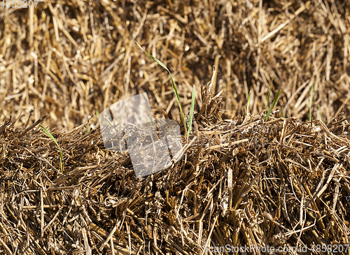 Image of yellow straw and green sprout