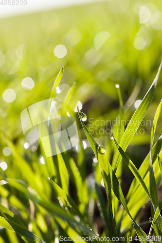 Image of Fresh grass with dew