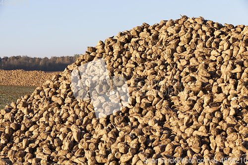 Image of beet crop